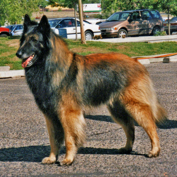 Online Judges Guide - American Belgian Tervuren Club